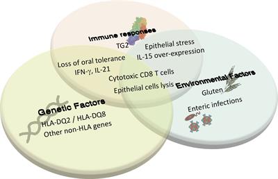 Interplay Between Gluten, HLA, Innate and Adaptive Immunity Orchestrates the Development of Coeliac Disease